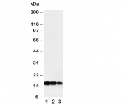 Western blot testing of TNF beta antibody and Lane 1:  recombinant human protein 10ng;  2: 5ng;  3: 2.5ng
