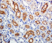 IHC-P: Connexin 32 antibody testing of rat kidney tissue