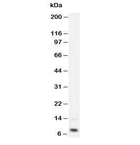 Western blot testing of IGF-1 antibody and recombinant human protein 2.5ng~