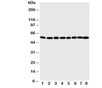 Western blot testing of MDM2 antibody and Lane 1: rat testis; 2: rat brain; 3: rat heart; 4: human SKOV-3; 5: COLO320; 6: HeLa; 7: mouse HEPA; 8: monkey COS7 cell lysate. Predicted/observed molecular weight: ~55 kDa.