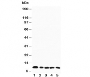 Western blot testing of MIP-1 beta antibody and mouse samples:  1. spleen, 2. heart, 3. lung, 4. kidney, 5. skeletal muscle tissue lysate. Expected molecular weight: 10/8kDa (precusor/mature).