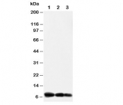 Western blot testing of IP10 antibody and Lane 1:  recombinant human protein 10ng;  2: 5ng;  3: 2.5ng