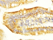 IHC-P: EGF antibody testing of mouse intestine tissue