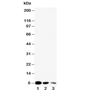 Western blot testing of EGF antibody and Lane 1: recombinant mouse protein 10ng; 2: 5ng; 3: 2.5ng~