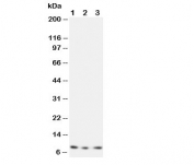 Western blot testing of CX3CL1 antibody and Lane 1:  recombinant human protein 10ng;  2: 5ng;  3: 2.5ng