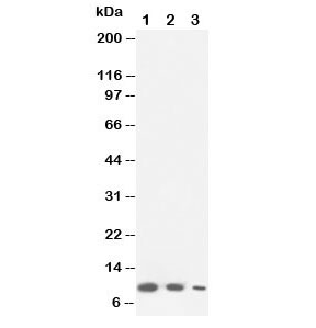 Western blot testing of Lymphotactin antibody and Lane 1: recombinant mouse protein 10ng; 2: 5ng; 3: 2.5ng~