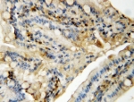 IHC-P: MAPK8/9 antibody testing of rat intestine tissue. HIER: boil tissue sections in pH6, 10mM citrate buffer, for 10-20 min followed by cooling at RT for 20 min.