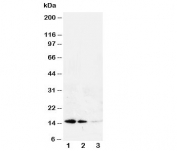 Western blot testing of Galectin antibody and Lane 1:  recombinant human protein 10ng;  2: 5ng;  3: 2.5ng.