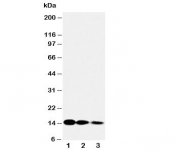 Western blot testing of IL3 antibody and Lane 1:  recombinant human protein 10ng;  2: 5ng;  3: 2.5ng