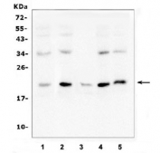 Western blot testing of human 1) A549, 2) K562, 3) U937, 4) HeLa and 5) A431 cell lysate with Bcl2L2 antibody at 0.5ug/ml. Predicted molecular weight ~21 kDa.