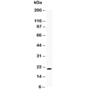 Western blot testing of human HeLa cell lysate with Bcl2L2 antibody at 0.5ug/ml. Predicted molecular weight ~21 kDa.