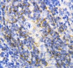 IHC testing of FFPE rat spleen tissue with Annexin VI antibody. Required HIER: steam section in pH6 citrate buffer for 20 min and allow to cool prior to staining.
