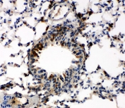 IHC-P: Caspase-6 antibody testing of mouse lung tissue