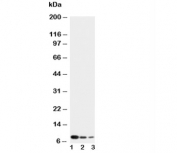 Western blot testing of CXCL4 antibody and Lane 1:  recombinant human protein 10ng;  2: 5ng;  3: 2.5ng