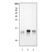 Western blot testing of 1) human HCCT, 2) rat liver and 3) mouse liver tissue lysate with DDT antibody. Predicted molecular weight ~13 kDa.