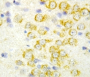 IHC-P: FGF9 antibody testing of rat brain tissue