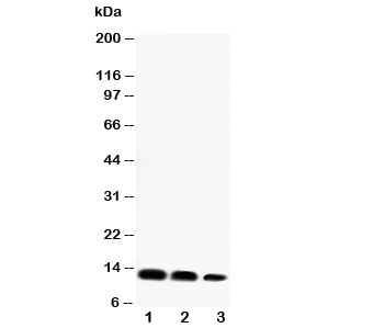 Western blot testing of CXCL16 antibody and Lane 1: recombinant mouse protein 10ng; 2: 5ng; 3: 2.5ng~