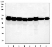 Western blot testing of 1) human K562, 2) human A431, 3) human SiHa, 4) human U-251, 5) rat liver, 6) rat heart, 7) mouse liver and 8) mouse heart tissue lysate with Lipoamide Dehydrogenase antibody. Predicted molecular weight ~54 kDa.