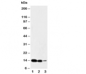 Western blot testing of IL-2 antibody and Lane 1:  recombinant mouse protein 10ng;  2: 5ng;  3: 2.5ng