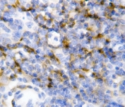 IHC-P: IL-7 antibody testing of mouse spleen tissue.