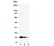 Western blot testing of IL-7 antibody and Lane 1:  recombinant mouse protein 10ng;  2. 5ng;  3: 2.5ng.
