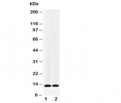 Western blot testing of IL-13 antibody and recombinant protein at 1:  5ng;  2: 2.5ng