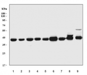 Western blot testing of 1) human K562, 2) human HEL, 3) human Jurkat, 4) human MOLT-4, 5) human PC-3, 6) human HL60, 7) human ThP-1, 8) rat liver and 9) mouse liver tissue lysate with PPID antibody. Predicted molecular weight ~40 kDa.