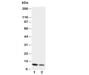Western blot testing of Resistin antibody and Lane 1:  recombinant mouse protein 10ng;  2: 5ng