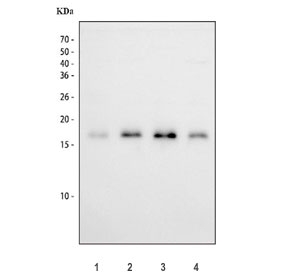 Western blot testing of Survivin antibody and Lane 1: HeLa; 2: Jurkat; 3: CEM; 4: COLO320 cell lysate