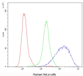Flow cytometry testing of human HeLa cells with AQP3 antibody at 1ug/million cells (blocked with goat sera); Red=cells alone, Green=isotype control, Blue=AQP3 antibody.