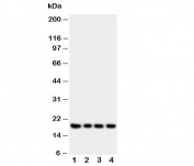 Western blot testing of Interferon gamma antibody and Lane 1:  recombinant human protein 10ng;  2: 5ng;  3. 2.5ng;  4: 1.25ng