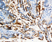 IHC-P: APEX1 antibody testing of rat intestine tissue