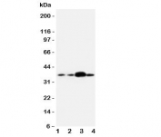 Western blot testing of APEX1 antibody and human samples 1:  U87;  2: A549;  3: SMMC-7721;  4: HeLa cell lysate.  Expected/observed molecular weight: ~38kDa.