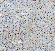 IHC staining of FFPE mouse liver tissue with APEX1 antibody. HIER: boil tissue sections in pH8 EDTA for 20 min and allow to cool before testing.