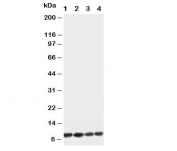 Western blot testing of Apelin antibody and Lane 1:  U87;  2: MCF-7;  3: HeLa;  4: MM453 cell lysate