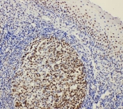 IHC-P: BOB-1 antibody testing of rat tonsil tissue