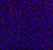Immunofluorescent staining of FFPE rat liver tissue with Cd68 antibody (red) and DAPI nuclear stain (blue). Required HIER: steam section in pH8 EDTA buffer for 20 min and allow to cool prior to staining.