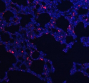 Immunofluorescent staining of FFPE rat lung tissue with Cd68 antibody (red) and DAPI nuclear stain (blue). Required HIER: steam section in pH8 EDTA buffer for 20 min and allow to cool prior to staining.
