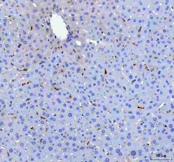 Immunofluorescent staining of FFPE rat liver tissue with CD68 antibody at 1ug/ml. Required HIER: steam section in pH6 citrate buffer for 20 min and allow to cool prior to staining.