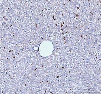 IHC testing of frozen mouse liver tissue with CD68 antibody at 1ug/ml.