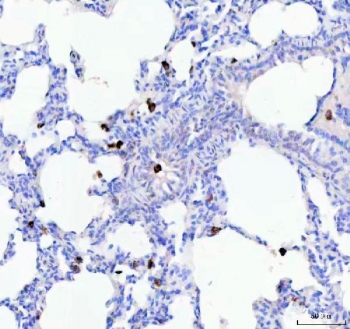IHC testing of frozen rat liver tissue with CD68 antibody at 1ug/ml.