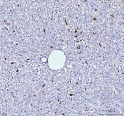 IHC staining of FFPE rat liver tissue with Cd68 antibody. HIER: boil tissue sections in pH8 EDTA for 20 min and allow to cool before testing.