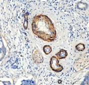 IHC testing of frozen rat kidney tissue with Canstatin / Collagen IV antibody at 1ug/ml.