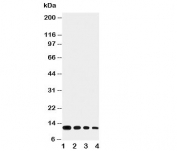 Western blot testing of Eotaxin antibody and Lane 1:  recombinant mouse protein 10ng;  2: 5ng;  3: 2.5ng;  4: 1.25ng