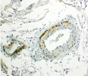 IHC-P: Caveolin-2 antibody testing of rat heart tissue