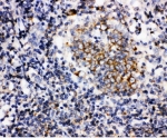 IHC-P: BAFF antibody testing of human tonsil tissue