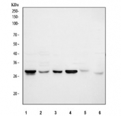 Western blot testing of Cdk2 antibody and Jurkat lysate;  Predicted molecular weight ~33 kDa.