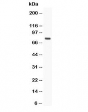 Western blot testing of hCG receptor antibody and MCF-7 lysate. Predicted/observed molecular weight: ~79kDa.