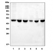 Western blot testing of 1) human A549, 2) human HEK293, 3) human Caco-2, 4) human U-2 OS, 5) rat brain and 6) mouse lung tissue lysate with CTBP2 antibody. Predicted molecular weight ~49 kDa.