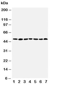 Western blot testing of CtBP1 antibody and Lane 1: rat brain; 2: rat testis; 3: rat ovary; 4: U87; 5: SW620; 6: HT1080; 7: COLO320 cell lysate~